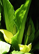 スカンクキャベツ